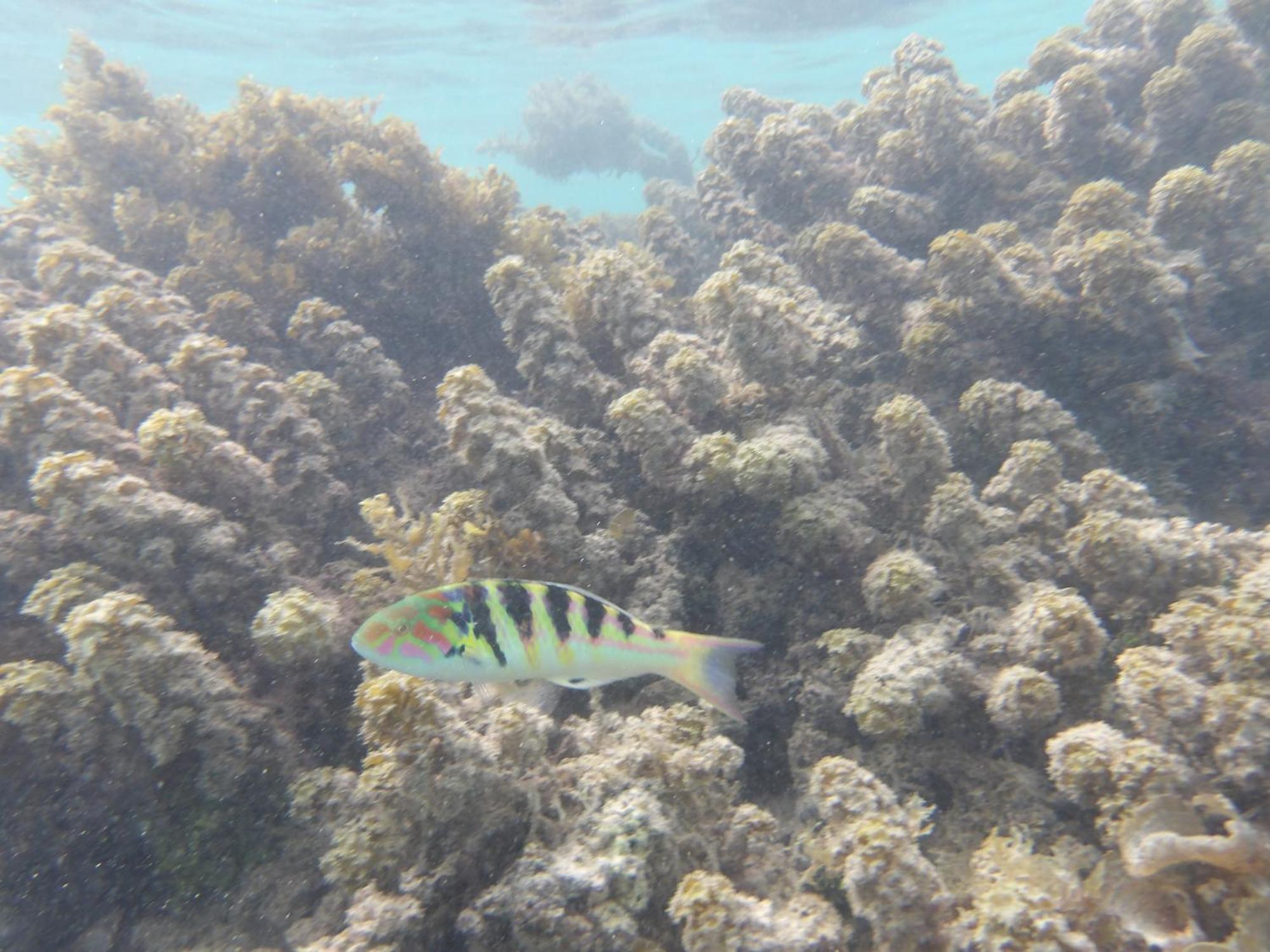 Catamaran Amaya - Sejour Insolite Sur Le Lagon De Moorea Hauru Exterior photo